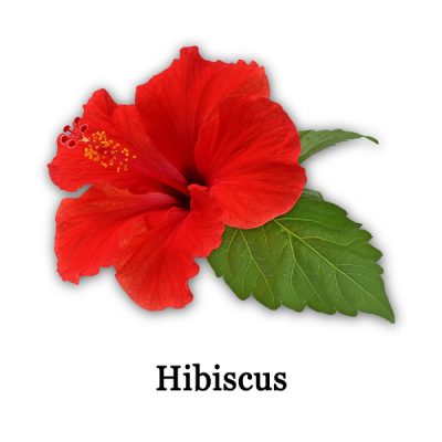 Hibiscus